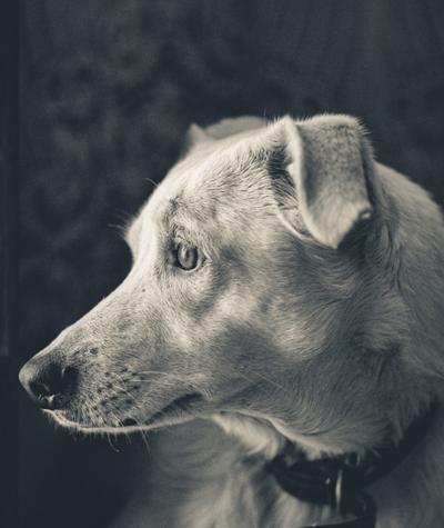 Dr. Maya Rosen, DVM - Veterinarian examining a happy dog