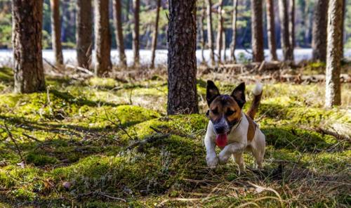 Dog in nature