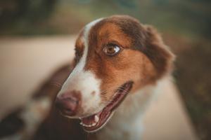 Happy Golden Retriever